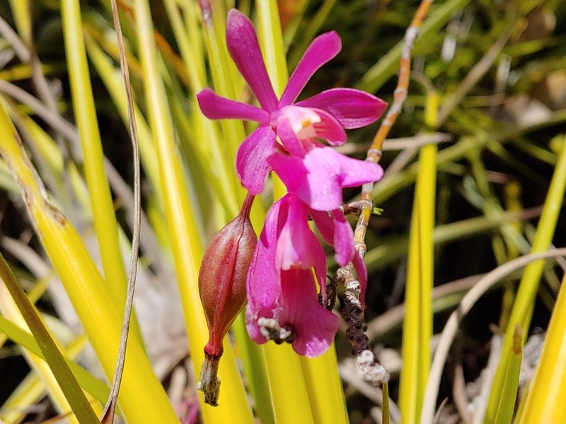 Kraenzlin's Peacock Orchid photo 8