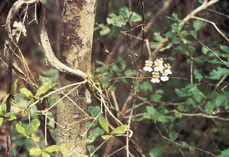 Krug's Peacock Orchid