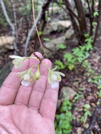Krug's Peacock Orchid