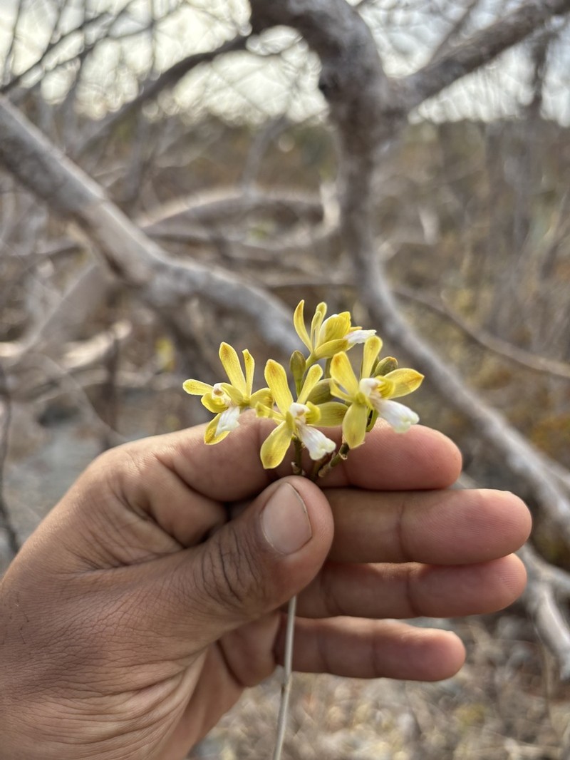 Krug's Peacock Orchid photo 2
