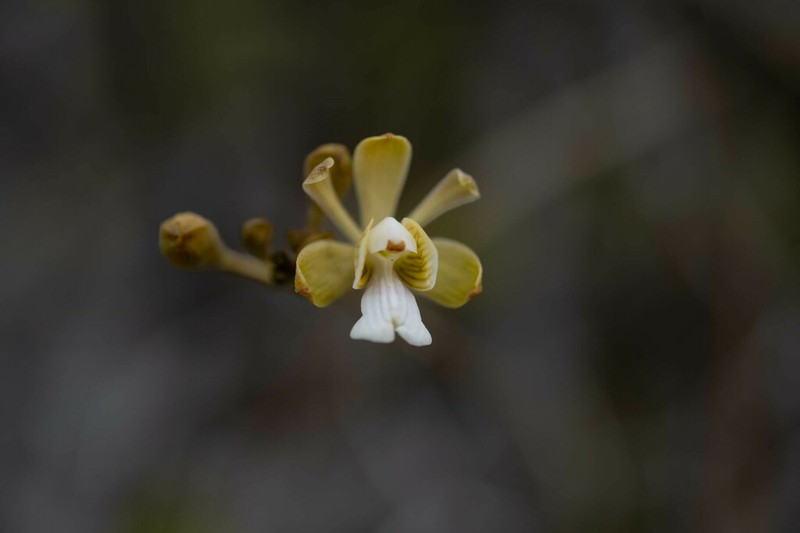 Krug's Peacock Orchid photo 3