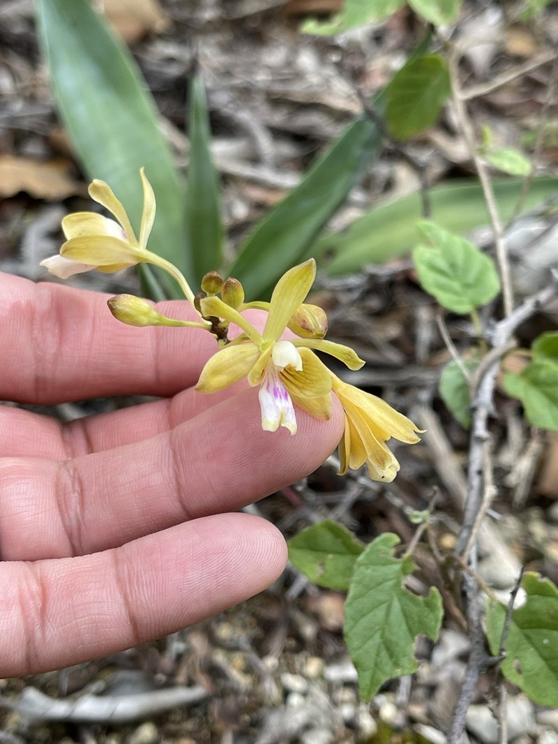 Krug's Peacock Orchid photo 4