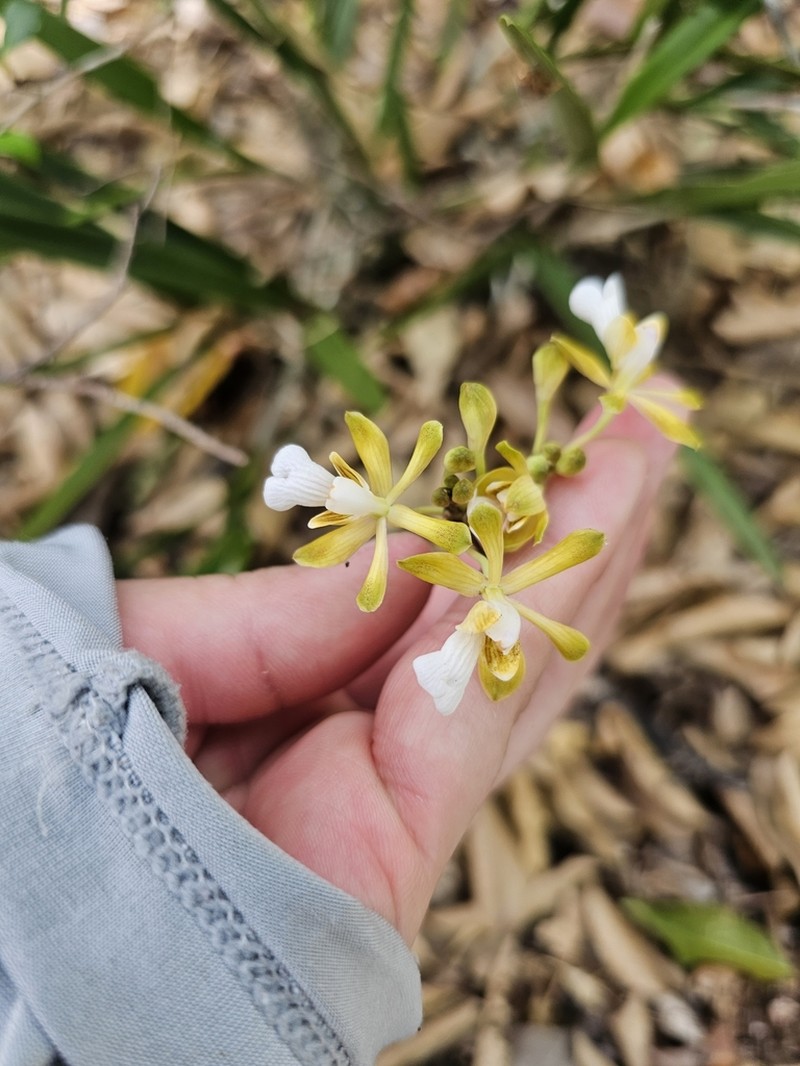 Krug's Peacock Orchid photo 5
