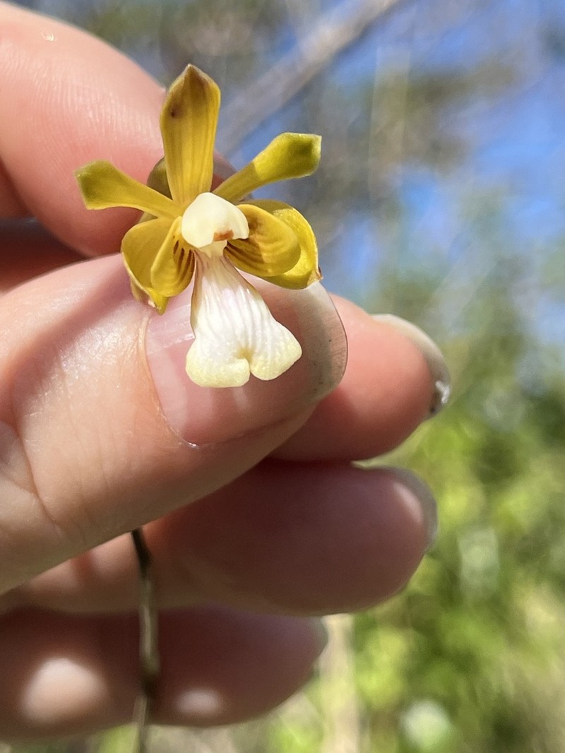 Krug's Peacock Orchid photo 6