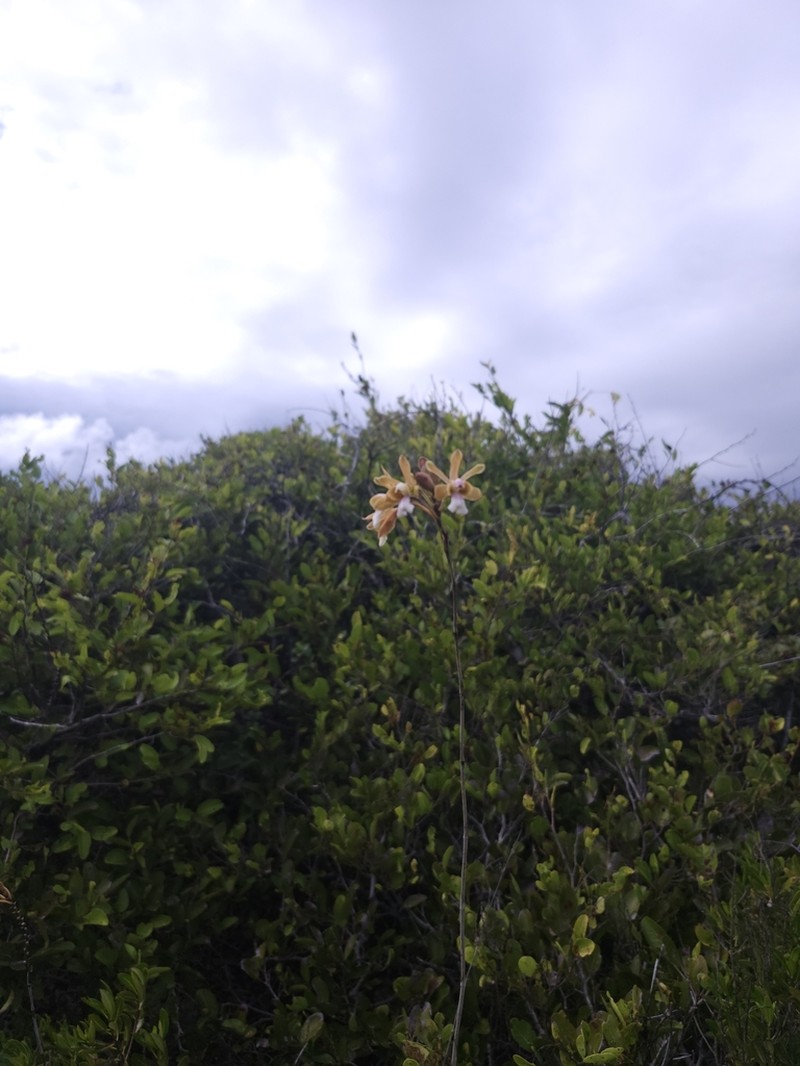Krug's Peacock Orchid photo 7