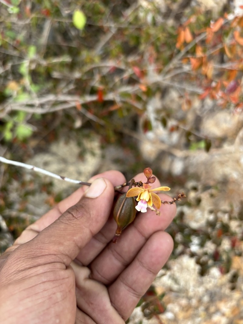 Krug's Peacock Orchid photo 8