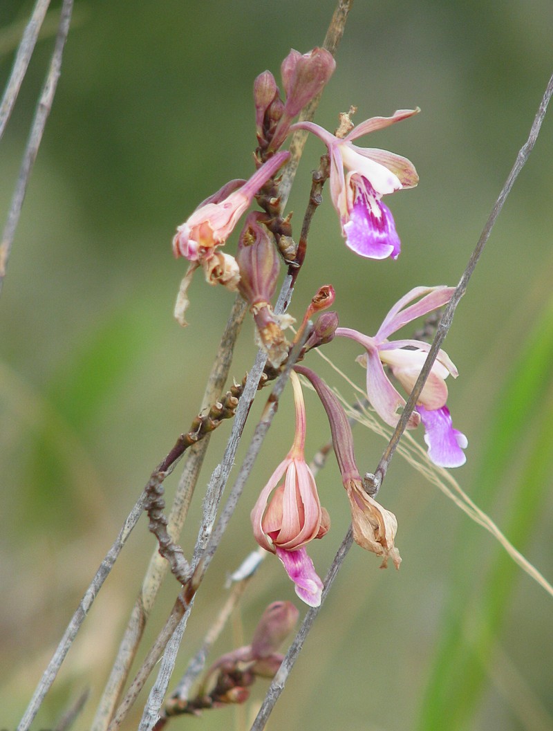 Island Peacock Orchid