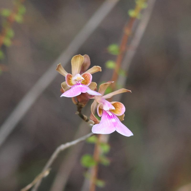 Island Peacock Orchid
