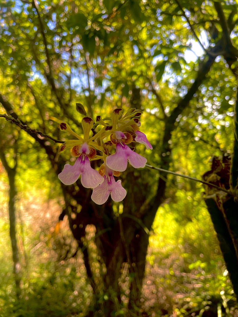 Island Peacock Orchid photo 2
