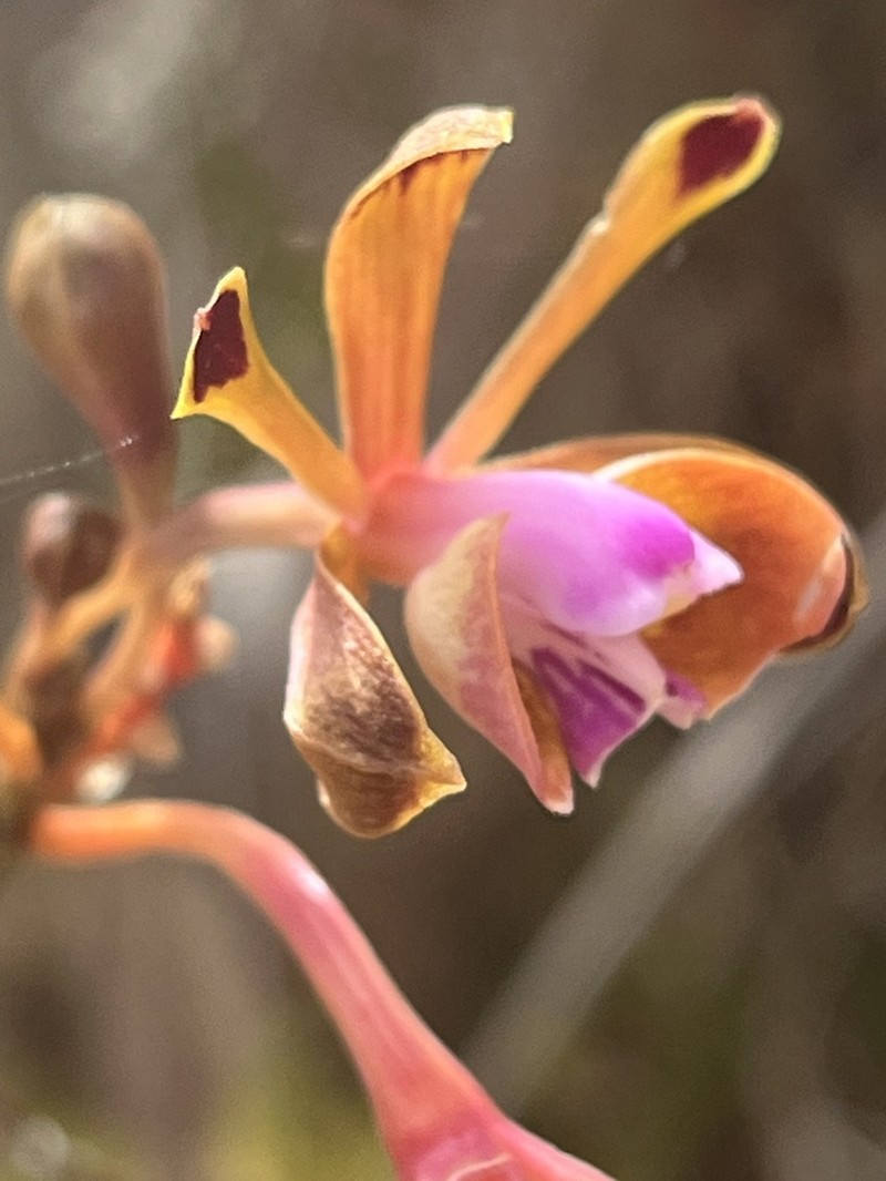 Island Peacock Orchid photo 3
