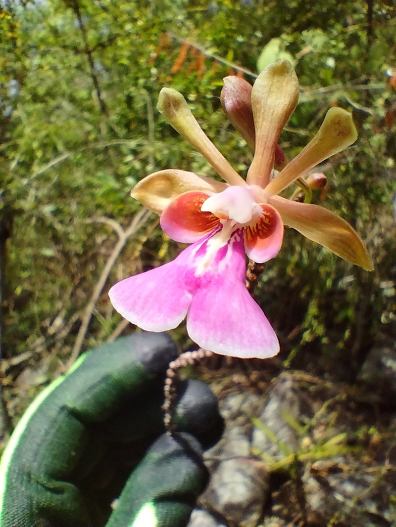 Island Peacock Orchid photo 4