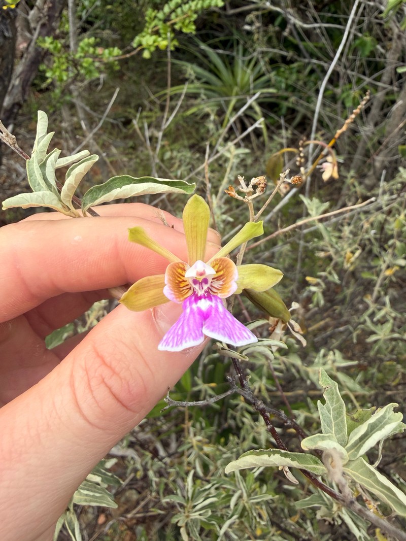 Island Peacock Orchid photo 5