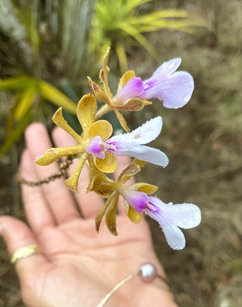Island Peacock Orchid photo 6