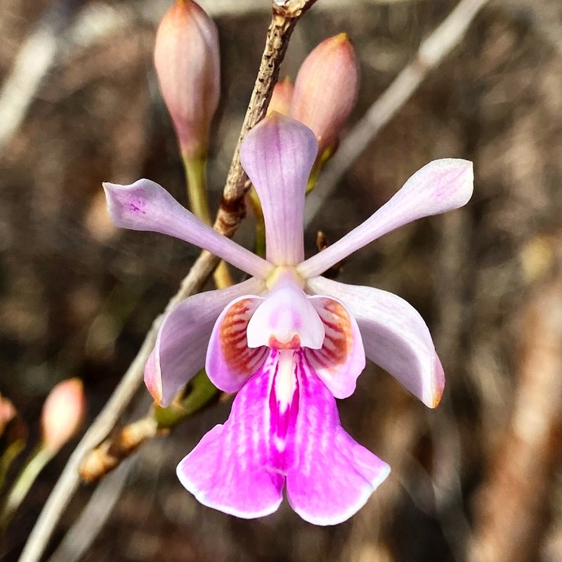 Island Peacock Orchid photo 7
