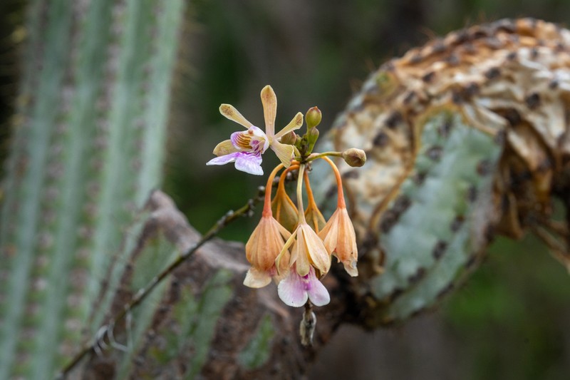 Island Peacock Orchid photo 8