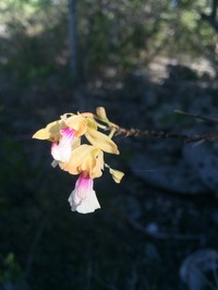 Royal Peacock Orchid