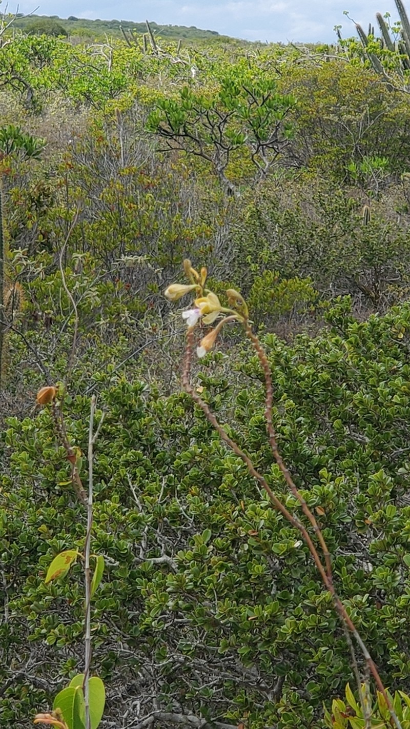 Royal Peacock Orchid photo 2