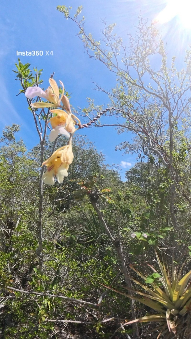 Royal Peacock Orchid photo 3
