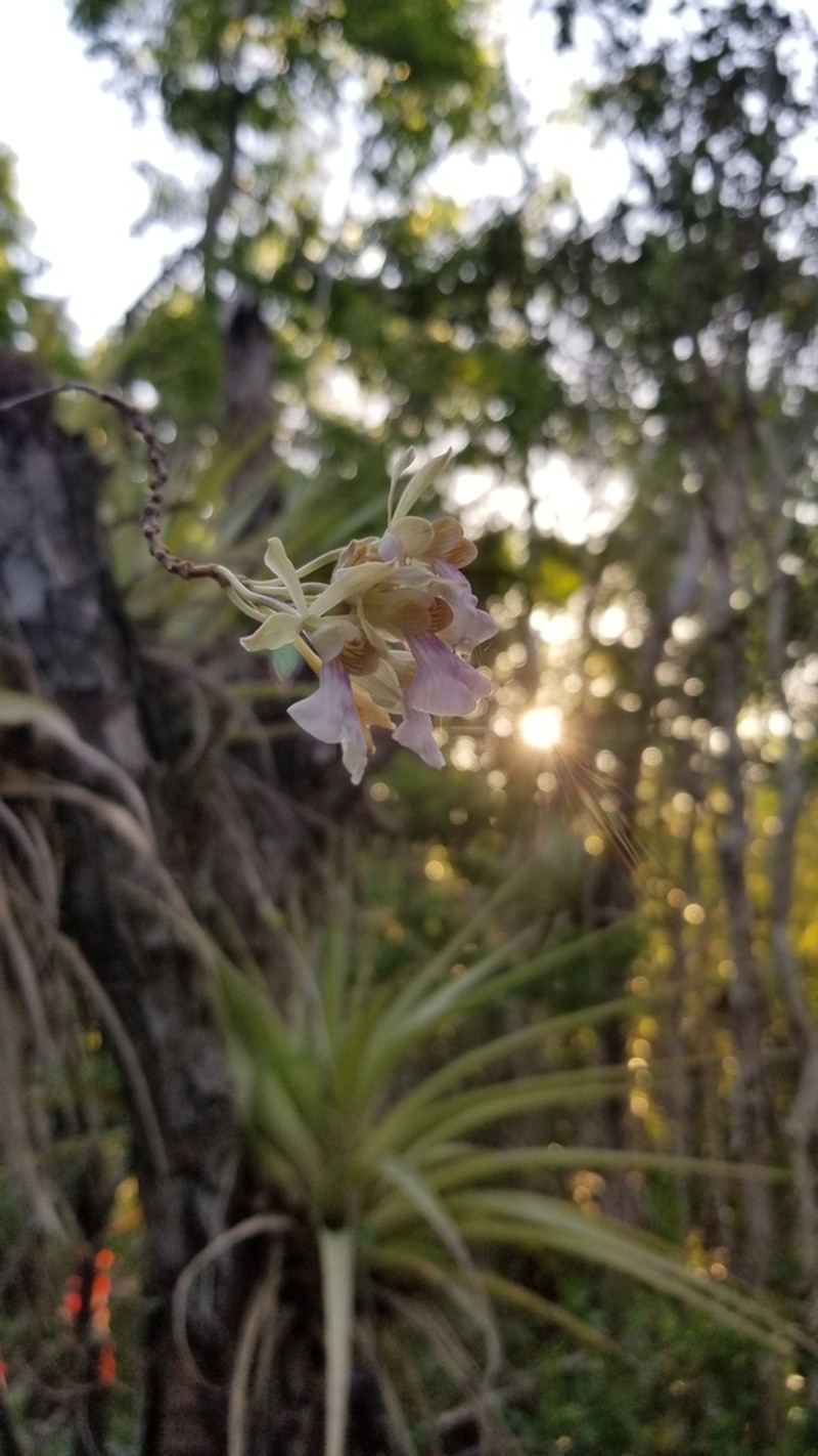 Royal Peacock Orchid photo 5