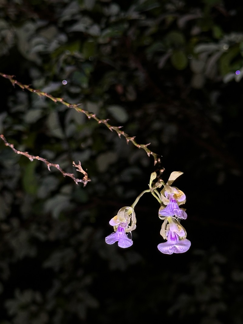 Royal Peacock Orchid photo 6