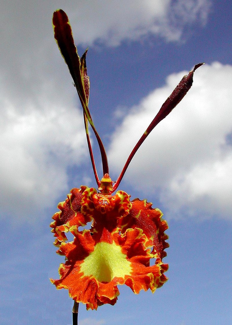 Butterfly Orchid