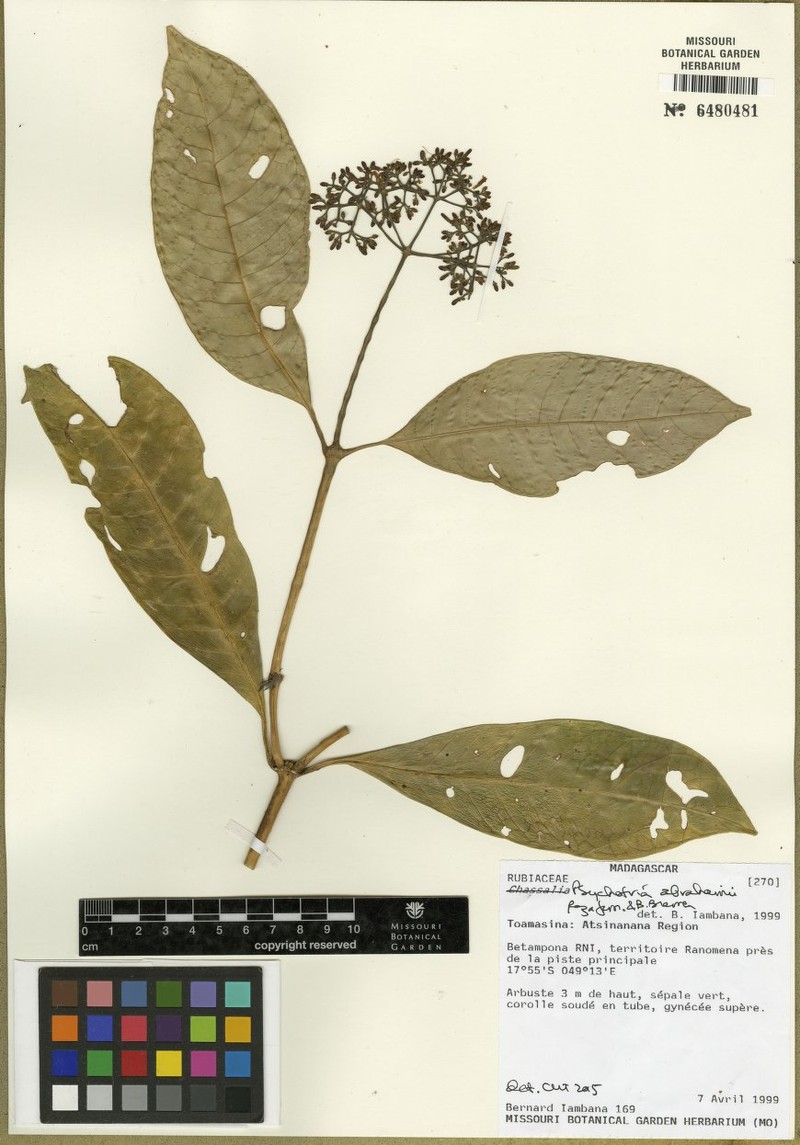 Psychotria abrahamii