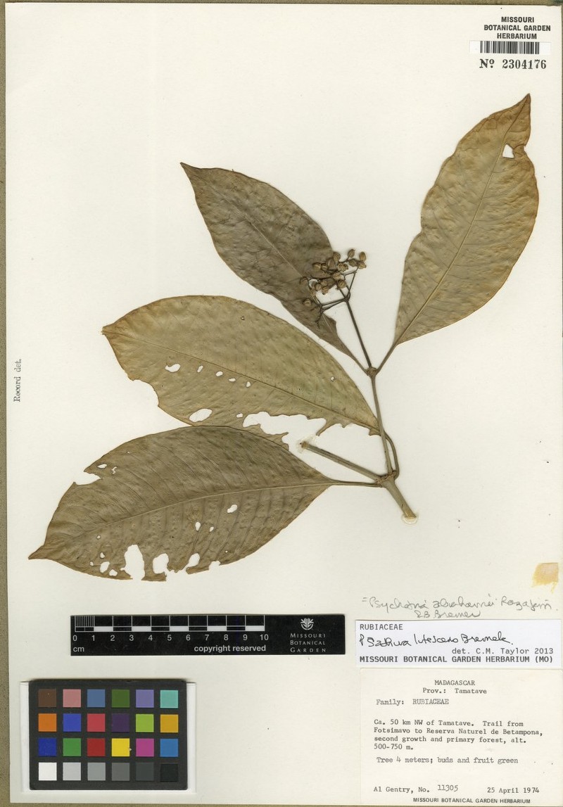 Psychotria abrahamii photo 2