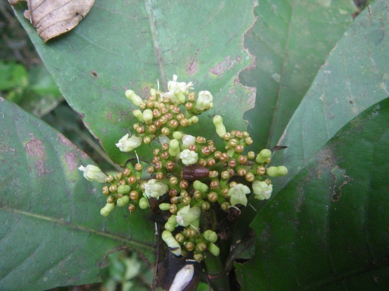 Psychotria acutigemma