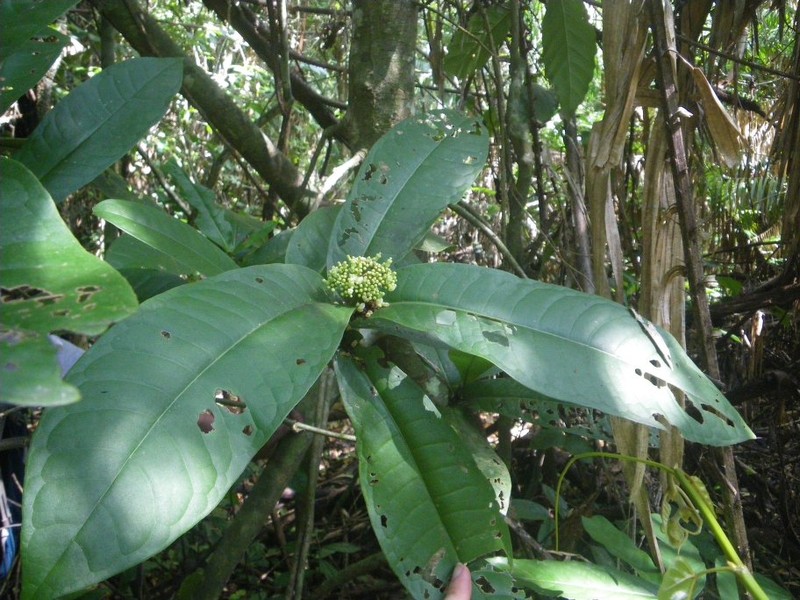 Psychotria acutigemma photo 2