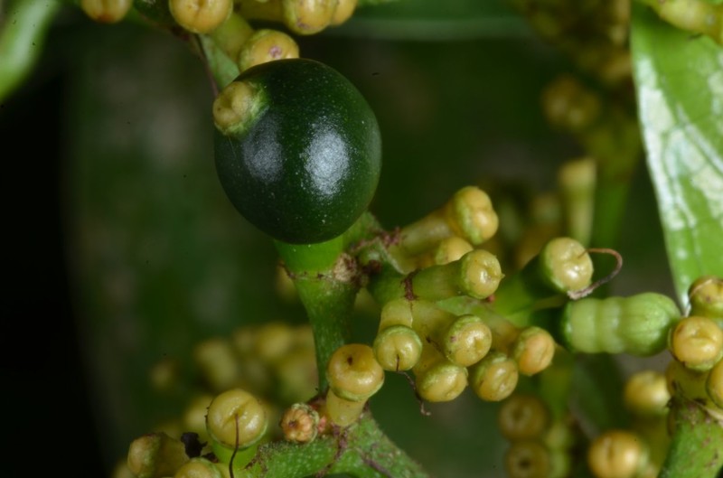 Psychotria acutigemma subsp. acutigemma