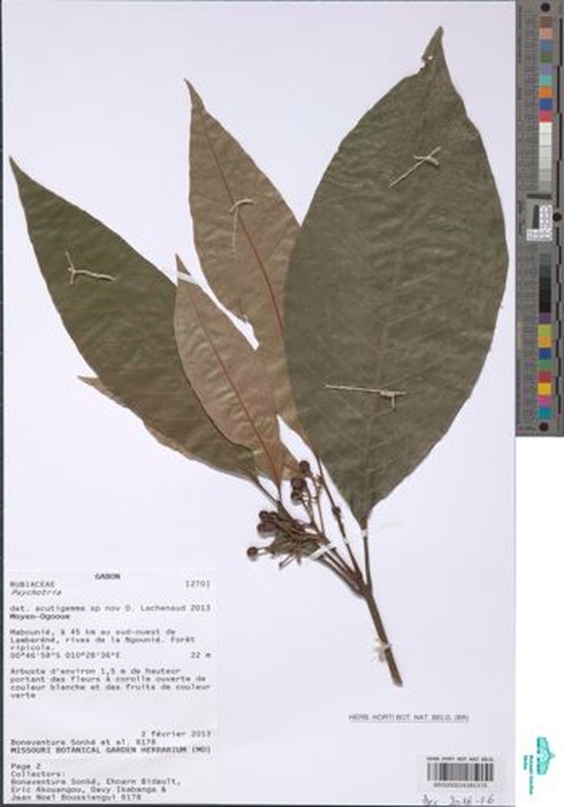 Psychotria acutigemma subsp. acutigemma photo 2