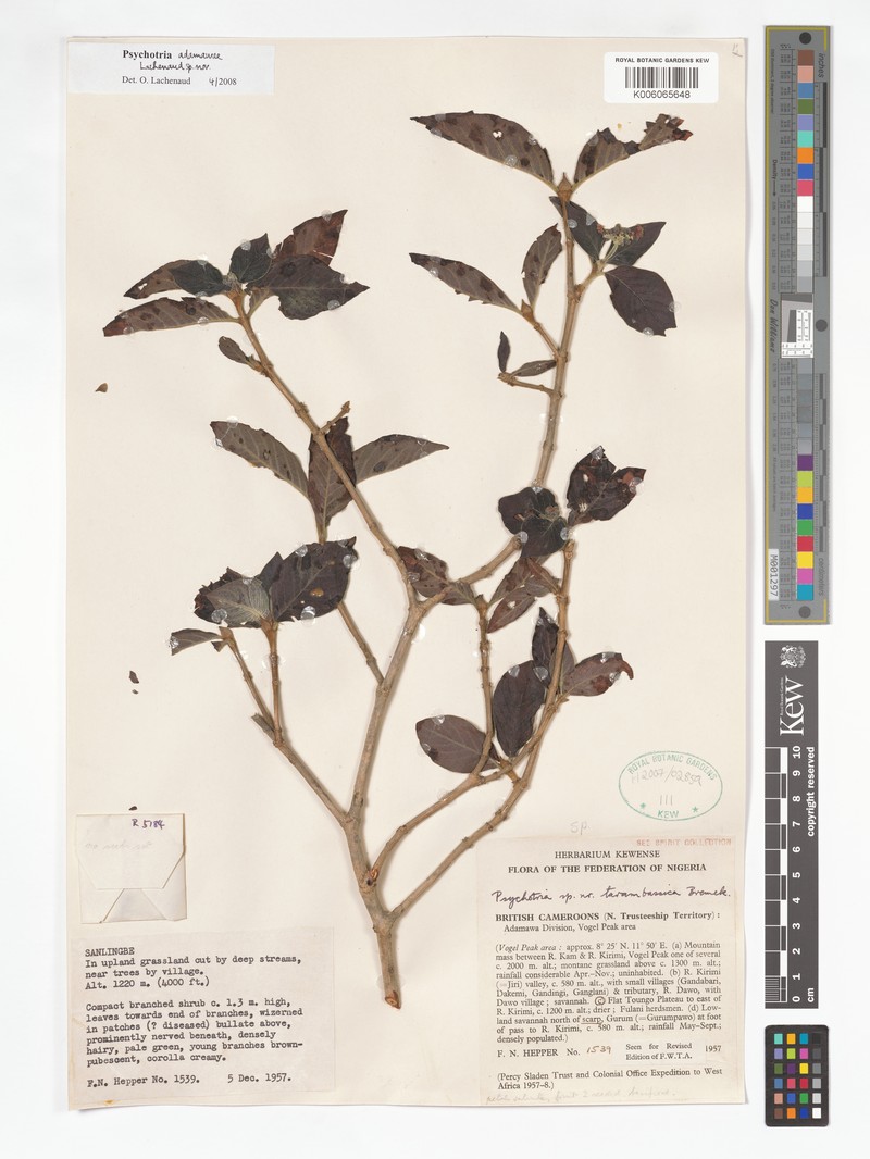 Psychotria adamawae