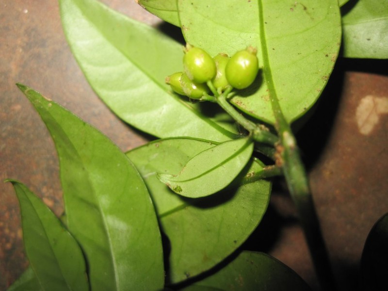 Psychotria alaotra