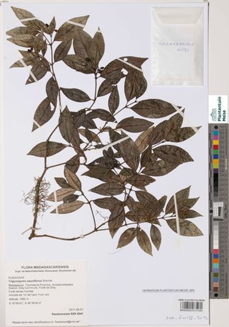 Psychotria alaotra photo 2
