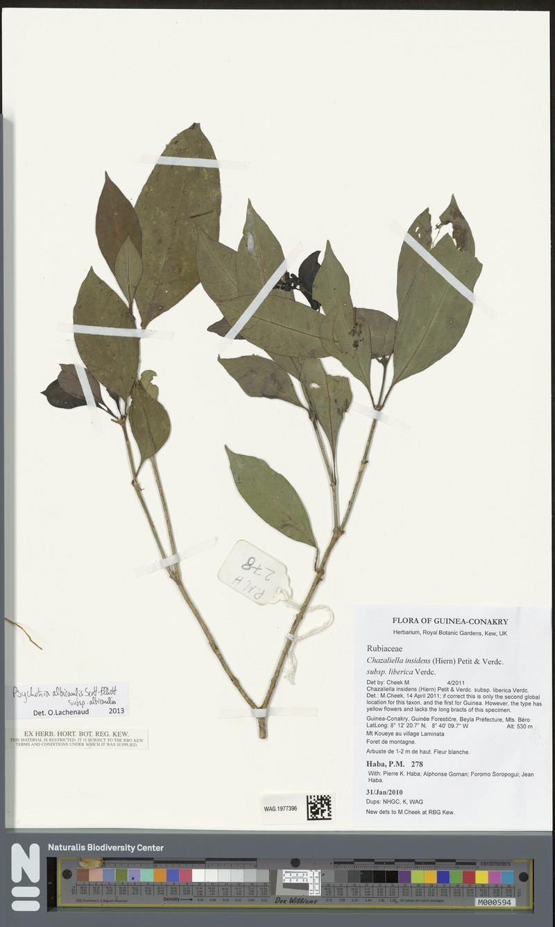 Psychotria albicaulis subsp. albicaulis