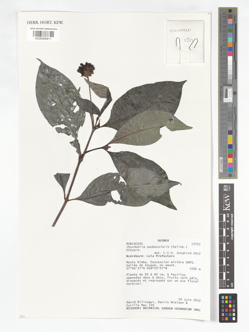Psychotria altimontana