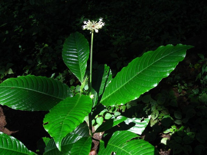 Psychotria altimontana photo 2