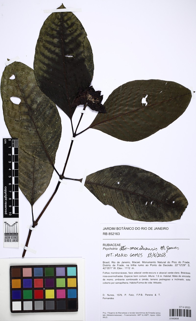 Psychotria alto-macahensis
