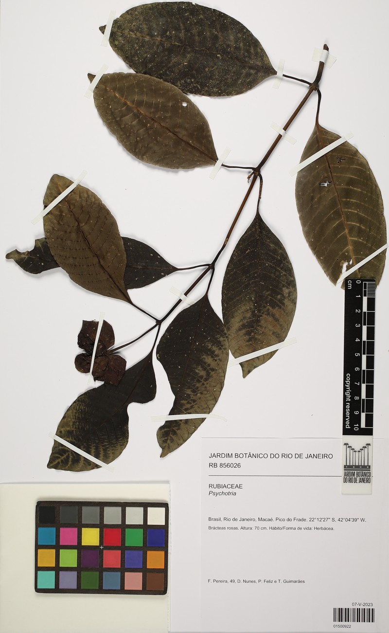Psychotria alto-macahensis photo 2