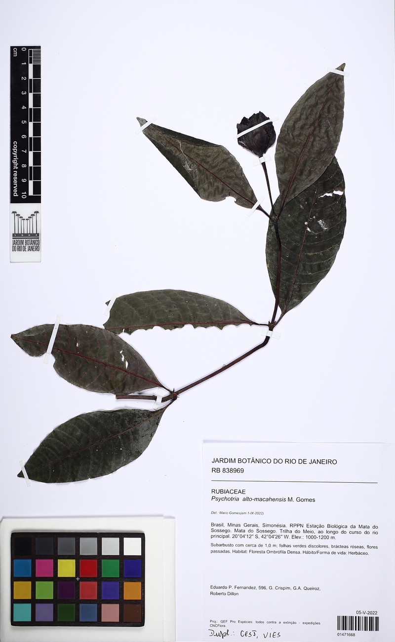 Psychotria alto-macahensis photo 3
