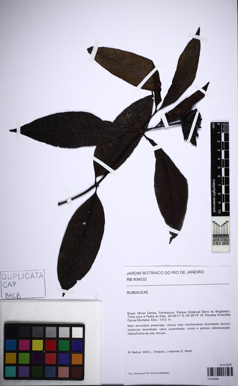 Psychotria alto-macahensis photo 4