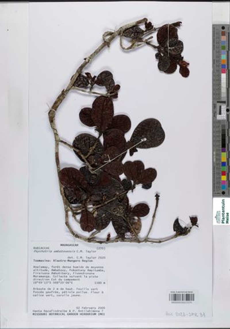 Psychotria ambatovensis