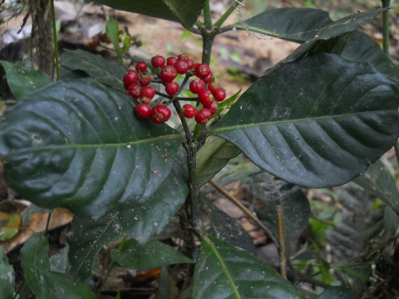 Psychotria andasibeensis