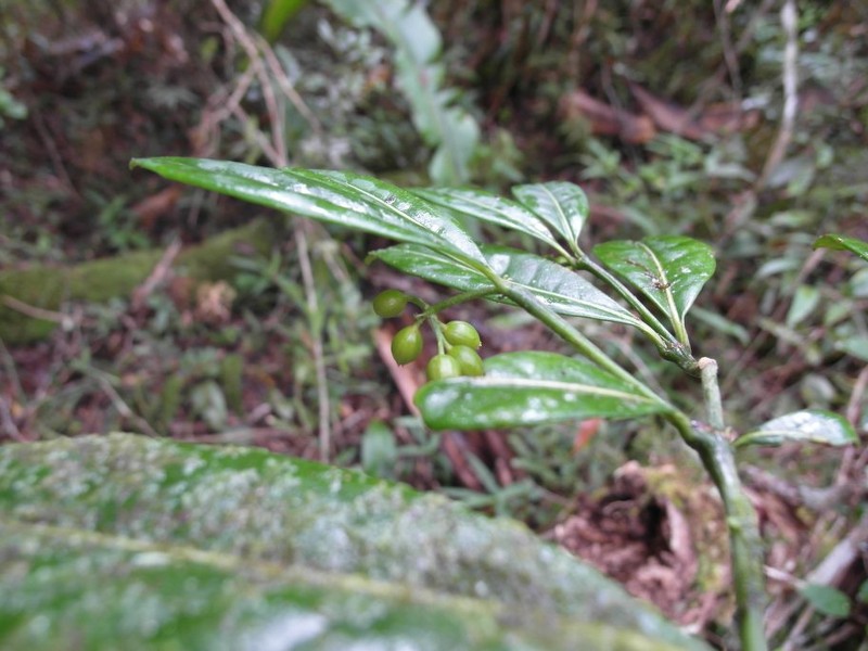 Psychotria andasibeensis photo 2
