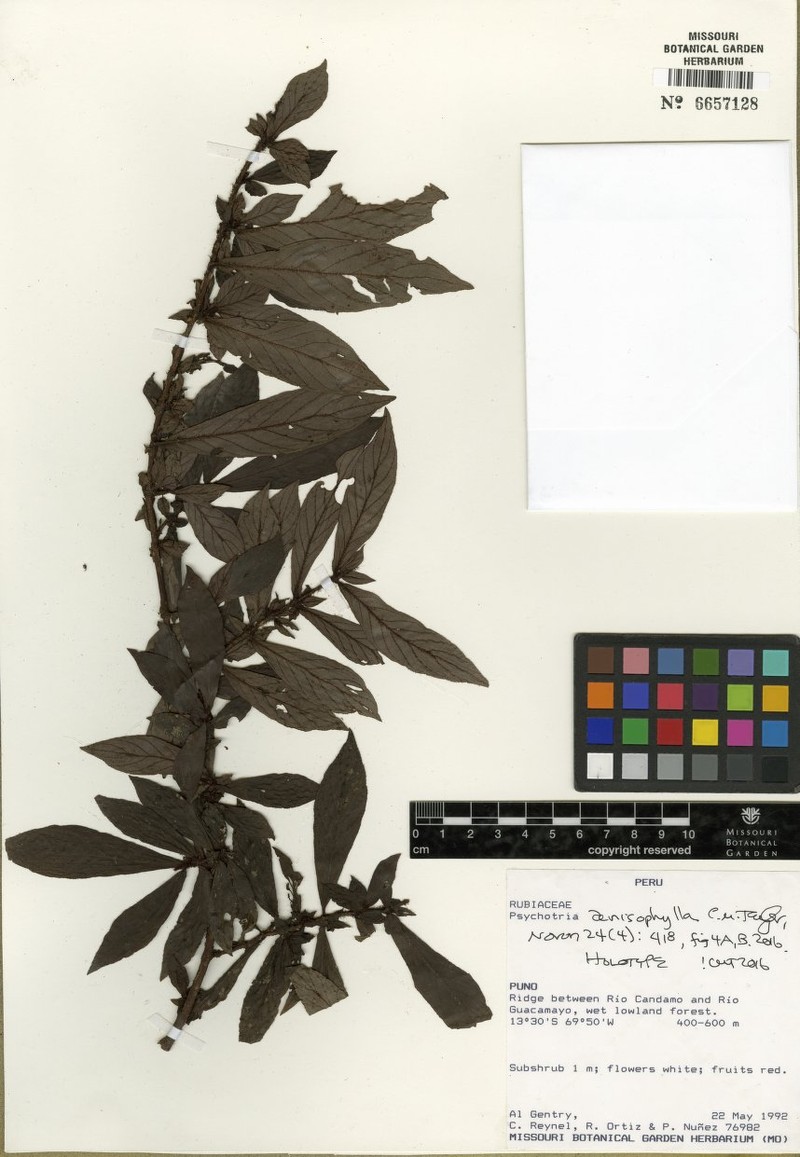 Psychotria anisophylla