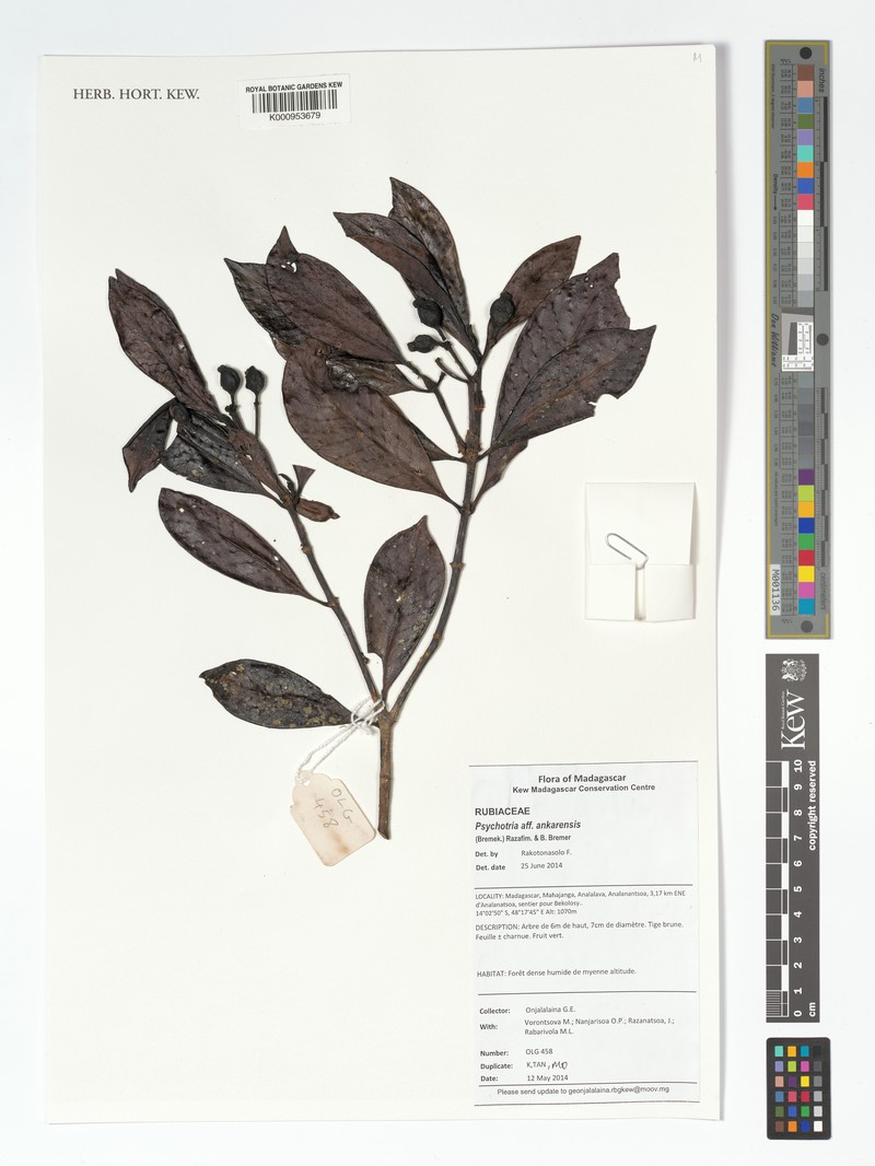 Psychotria ankarensis