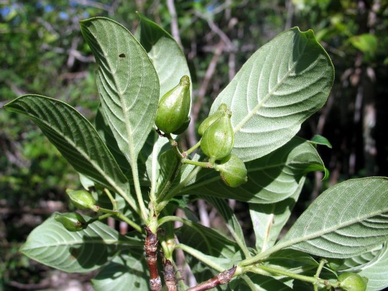 Psychotria ankarensis photo 2