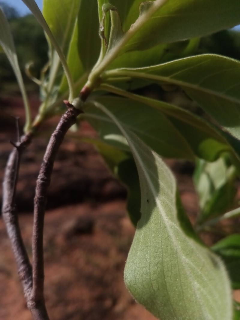 Psychotria antakaranensis photo 2