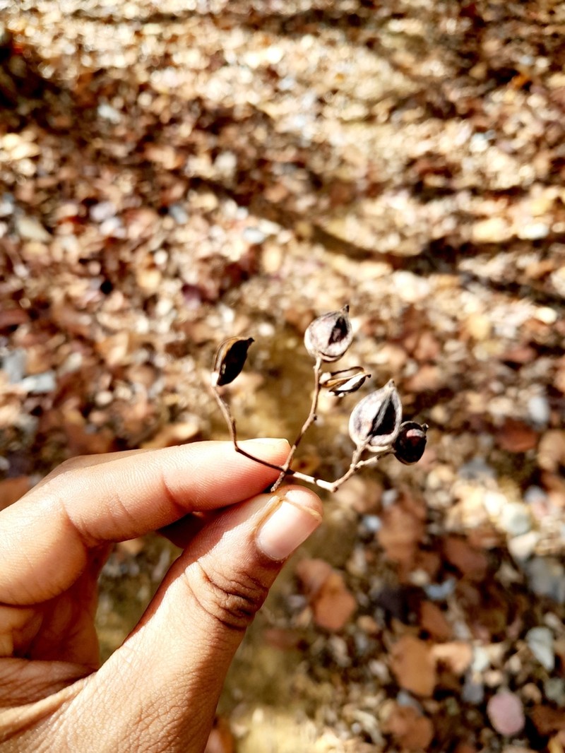 Psychotria antakaranensis photo 3