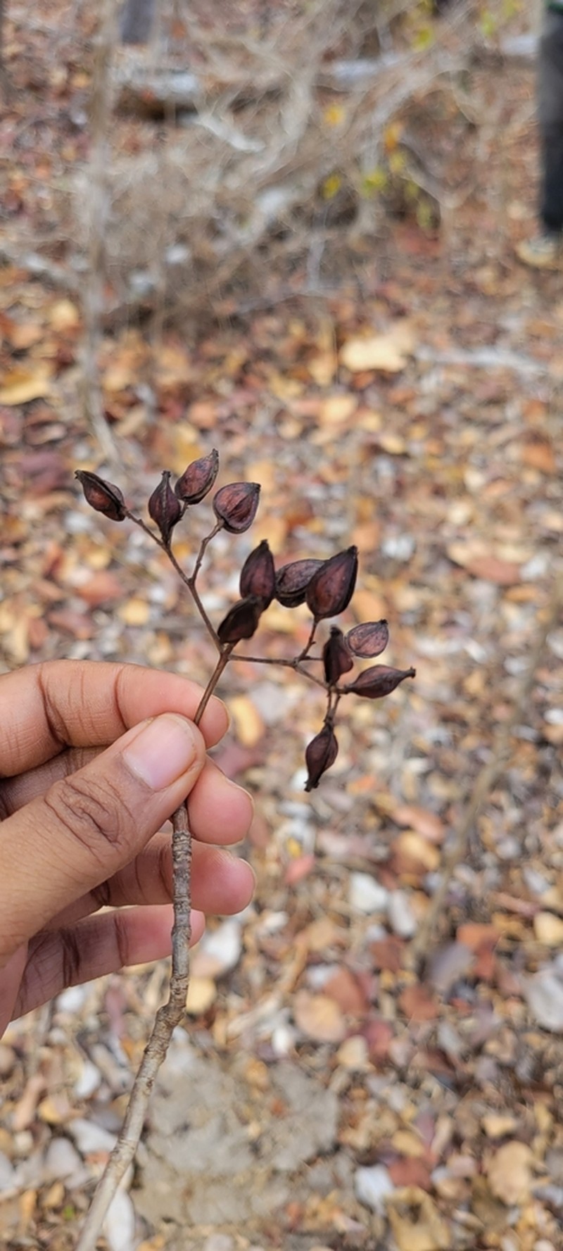 Psychotria antakaranensis photo 4